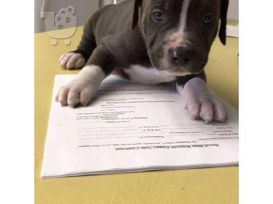 PoulaTo: Pitbull